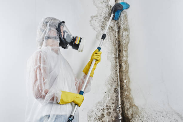 Best Emergency Mold Removal  in Laguna Woods, CA