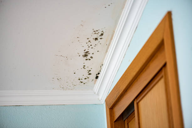 Best Local Mold Removal Service  in Laguna Woods, CA