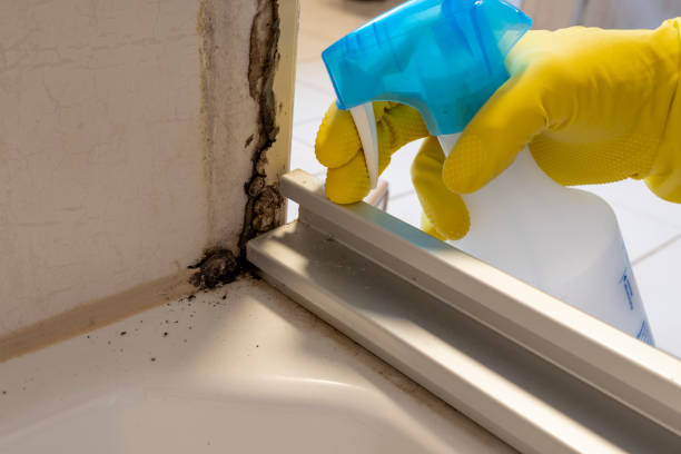 Best Mold Remediation  in Laguna Woods, CA