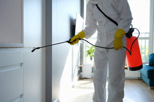 Best Certified Mold Removal  in Laguna Woods, CA
