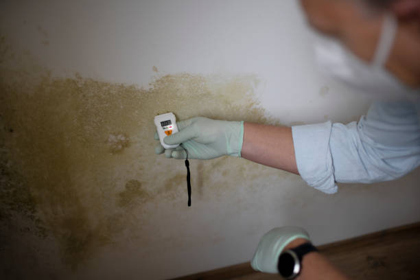 Home Mold Removal in Laguna Woods, CA