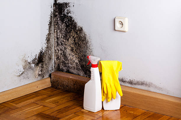 Best Fast Mold Removal  in Laguna Woods, CA