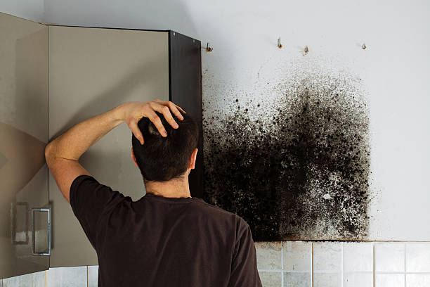 Best Certified Mold Removal  in Laguna Woods, CA