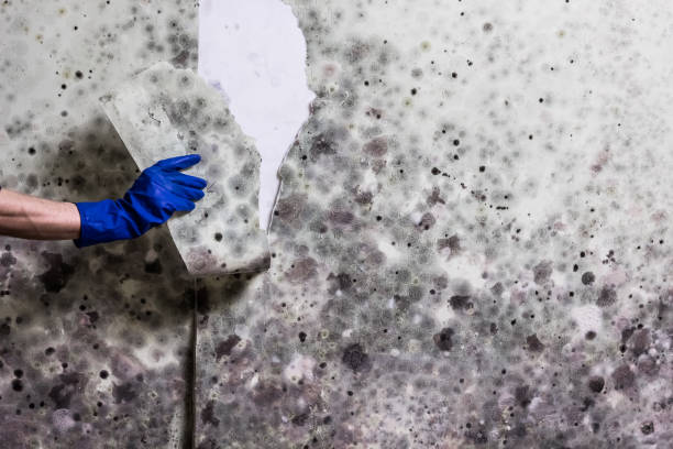 Best Crawl Space Mold Removal  in Laguna Woods, CA